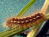 Raupe Goldafter Euproctis chrysorrhoea Brown-tail