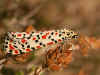 Punktbär  Utetheisa pulchella   Crimson-speckled Moth