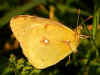 stlicher Gelbling  Colias erate  Eastern Pale Clouded Yellow