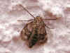 Weibchen  Buchen-Frostspanner Operophtera fagata  Nothern Winter Moth