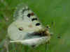 Hochalpen-Apollo   Parnassius phoebus    Small Apollo