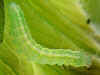 Raupe Haarschuppen-Zahnspinner Ptilophora plumigera Plumed Prominent 