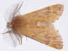 Haarschuppen-Zahnspinner Ptilophora plumigera Plumed Prominent 