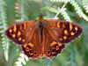 Madeira-Waldbrettspiel Madeiran Speckled Wood