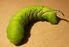 Raupe Ligusterschwärmer Sphinx ligustri Privet Hawk-moth (12310 Byte)
