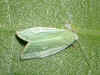 Weiden-Kahneulchen Earias clorana Cream-bordered Green Pea