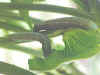 Raupen Großer Weinschwärmer Hippotion celerio Silver-striped Hawk-moth