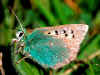 Tomares ballus Provence Hairstreak