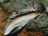 Pappel-Zahnspinner Pheosia tremula  Swallow Prominent