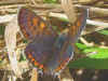 Blauschillernder Feuerfalter Lycaena helle Violett Copper