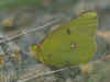 Colias aurorina