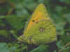 Balkan-Gelbling Kaukasischer Gelbling Colias caucasica  Balkan Clouded Yellow