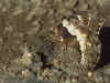 Balkan-Waldportier Hipparchia syriaca Eastern Rock Grayling