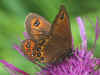 Doppelaugenmohrenfalter Erebia oeme Bright-eyed Ringlet