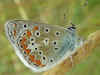 Polyommatus thersites Esparsetten-Bluling Chapman's Blue