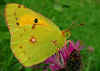 Postillion Colias crocea Clouded Yellow (17199 Byte)