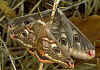 Kleines Nachtpfauenauge Emperor Moth Saturnia ( Eudia ) pavonia  Paarung (8347 Byte)