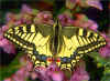 Schwalbenschwanz Papilio machaon Swallowtail (17080 Byte)