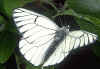 Baumweißling Aporia crataegi Black-veined White (13965 Byte)