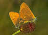 Dunkler Wiesenknopf-Ameisen-Blaeuling Glaucopsyche nausithous Maculinea Dusky Large Blue (5782 Byte)