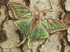 Isabellaspinner  Graellsia isabellae  Spanish Moon Moth