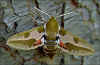 Wolfsmilchschwärmer Hyles euphorbiae Spurge Hawk-moth (15430 Byte)