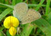 Rotklee-Bluling / Violetter Waldbluling Cyaniris ( Polyommatus ) semirargus Mazarine Blue (148059 Byte)