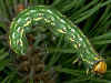 Raupe Kiefernschwärmer Hyloicus pinastri Pine Hawk-moth (9172 Byte)