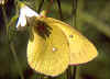 Hochmoor-Gelbling Colias palaeno Moorland Clouded Yellow (18385 Byte)