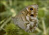 Hipparchia ( Pseudotergumia ) fidia Striped Grayling (18567 Byte)