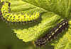Halberwachsene Raupen Kleines Nachtpfauenauge Eudia ( Saturnia ) pavonia Emperor Moth (8578 Byte)