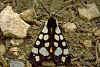 Arctia villica Cream-spot Tiger (8891 Byte)