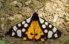 Schwarzer Bär Arctia villica Cream-spot Tiger (9878 Byte)