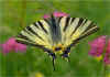 Segelfalter Iphiclides podalirius Scarce Swallowtail (13470 Byte)