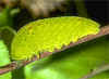 Raupe Segelfalter Scarce Swallowtail Iphiclides podalirius (7130 Byte)