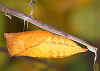 Puppe Iphiclides podalirius Segelfalter Scarce Swallowtail (5099 Byte)