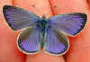 Alexis-Bluling Glaucopsyche alexis Green Underside Blue (20417 Byte)