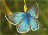 Silbergrner Bluling Polyommatus coridon Chalkhill Blue (14772 Byte)