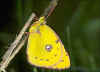 Hufeisenklee-Gelbling Colias australis (alfacariensis) Pale / Berger's Clouded Yellow
