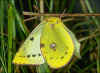 Weiblicher Falter Goldene Acht / Weiklee-Gelbling Colias hyale Pale Clouded Yellow (19980 Byte)