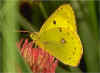 Goldene Acht, Weiklee-Bluling Colias hyale Pale Clouded Yellow (13679 Byte)