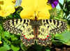 (Sdlicher) Osterluzeifalter Zerynthia polyxena Southern Festoon (30933 Byte)