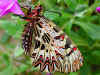 Osterluzeifalter Southern Festoon Zerynthia polyxena (25628 Byte)