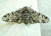 Biston betularia Birkenspanner Peppered Moth (22262 Byte)