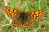 Schlsselblumen-Wrfelfalter Perlbinde Hamearis lucina Duke of Burgundy Fritillary (17854 Byte)