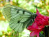 Schwarzer Apollo Clouded Apollo Parnassius mnemosyne (23348 Byte)