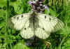 Schwarzer Apollo Parnassius mnemosyne Clouded Apollo (28448 Byte)