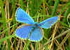 bild335.jpg (26505 Byte)