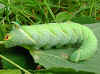 Raupe Lindenschwärmer Mimas tiliae Lime Hawk-moth (21910 Byte)