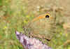 Kleines Ochsenauge Maniola (Hyponephele) lycaon Dusky Meadow Brown (17839 Byte)